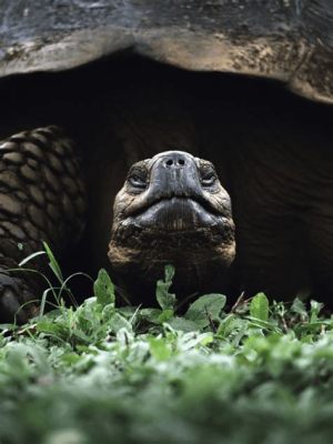 How Tortoise Became Wise: Um Mergulho na Sabedoria Popular Nigeriana!