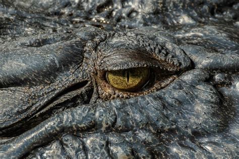 The Crocodile's Tears: A 4th Century Egyptian Folk Tale Explores the Nature of Deception and Manipulation!